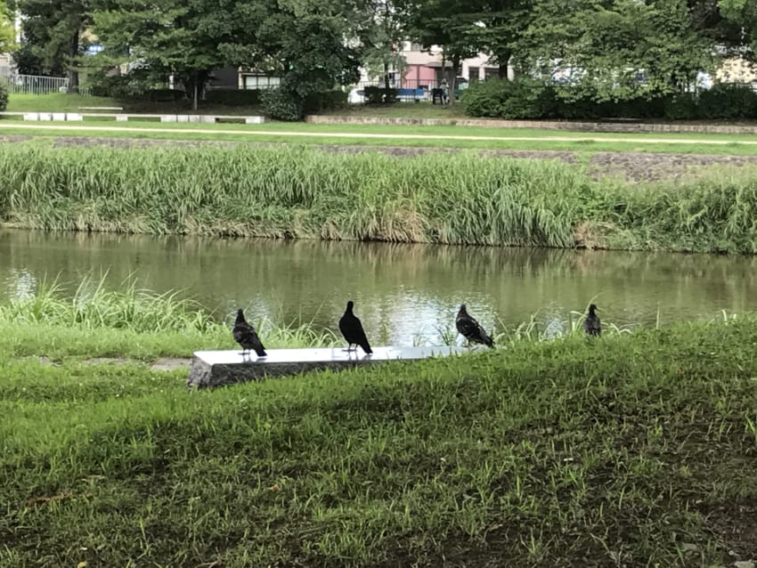 鳩休憩中