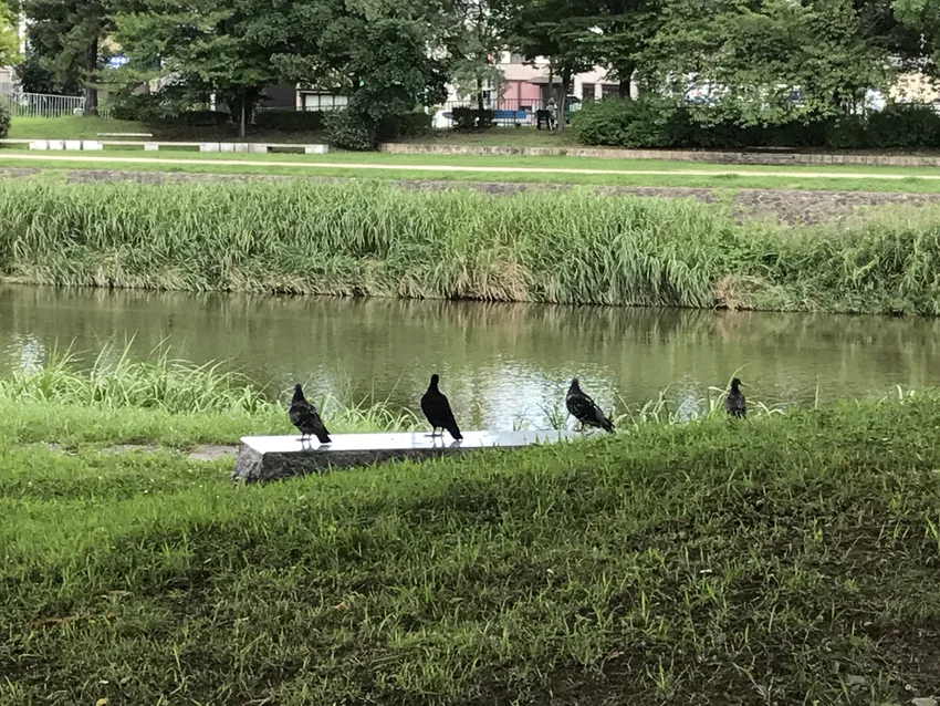 鳩休憩中